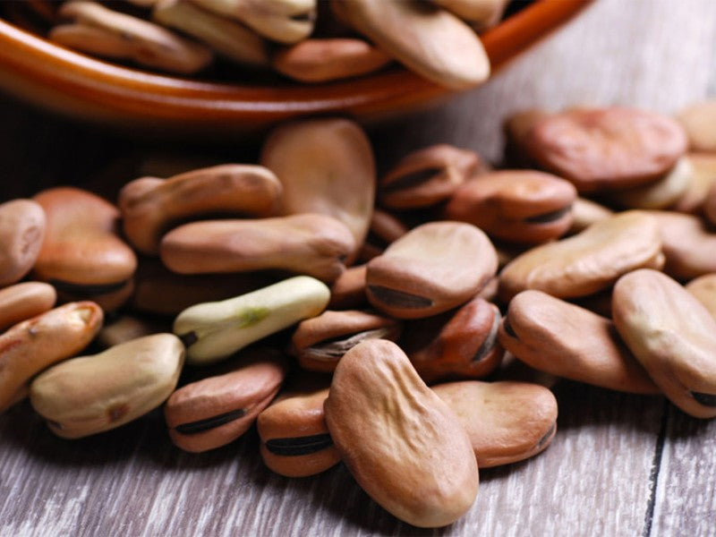 Carpino Bean – 20 Seeds, Historic Presidium, Unique Flavor, Traditional, Easy to Grow, High Germinability, Non-GMO