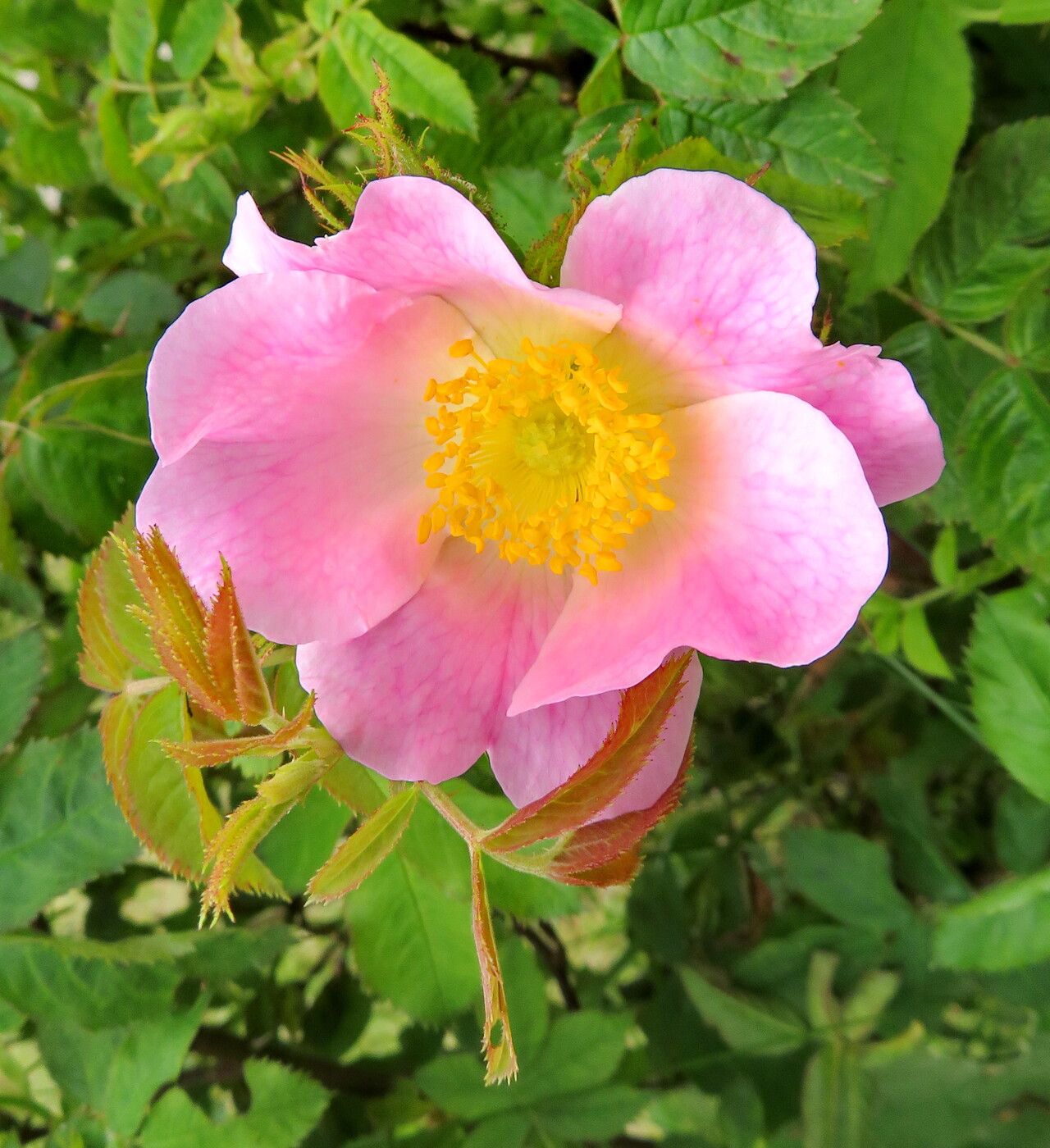 Rosa Pouzinii – 10 Semi, Rara, Spontanea, Giardino, Facile da Coltivare, Alta Germinabilità, Non-GMO
