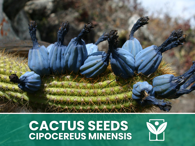Cipocereus Minensis – 10 Semi – Cactus Seeds, Pianta Succulenta, Cactaceae, Fiore, Alta Germinabilità