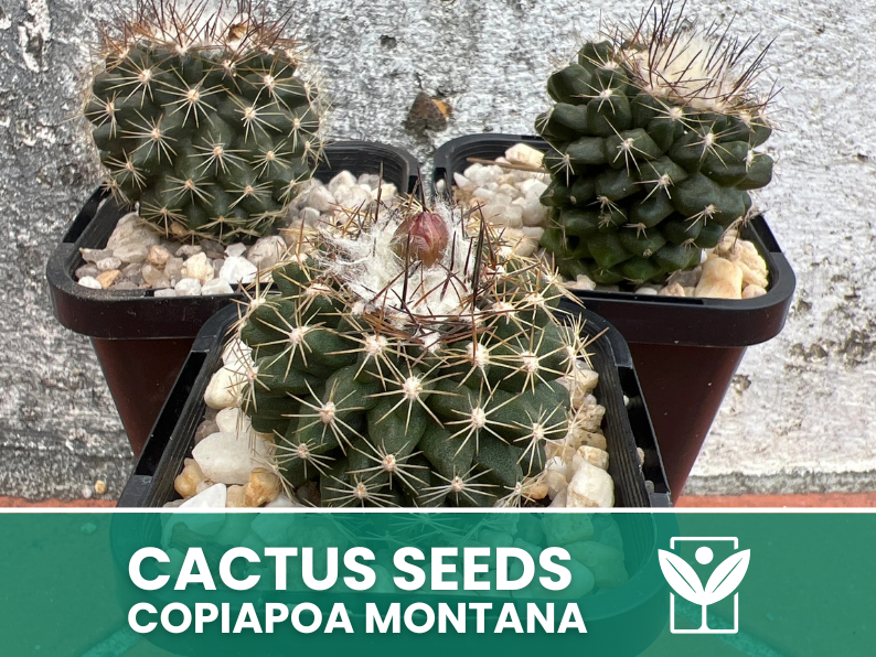 Copiapoa Montana – 10 Semi – Cactus Seeds, Pianta Succulenta, Cactaceae, Fiore, Alta Germinabilità - Botanis - Vendita semi online di piante rare