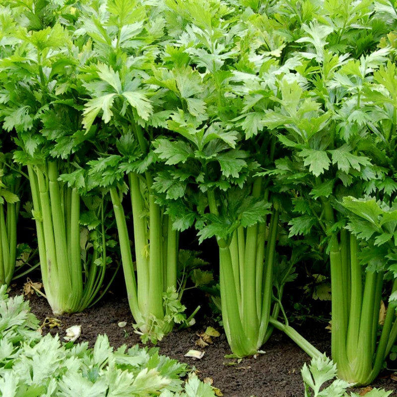 Sedano Tall Utah – 30 Semi – Fusto Alto Eretto Compatto, Fogliame Verde Intenso, Coste Piena Carnose, Imbianca Spontaneamente, Non-GMO