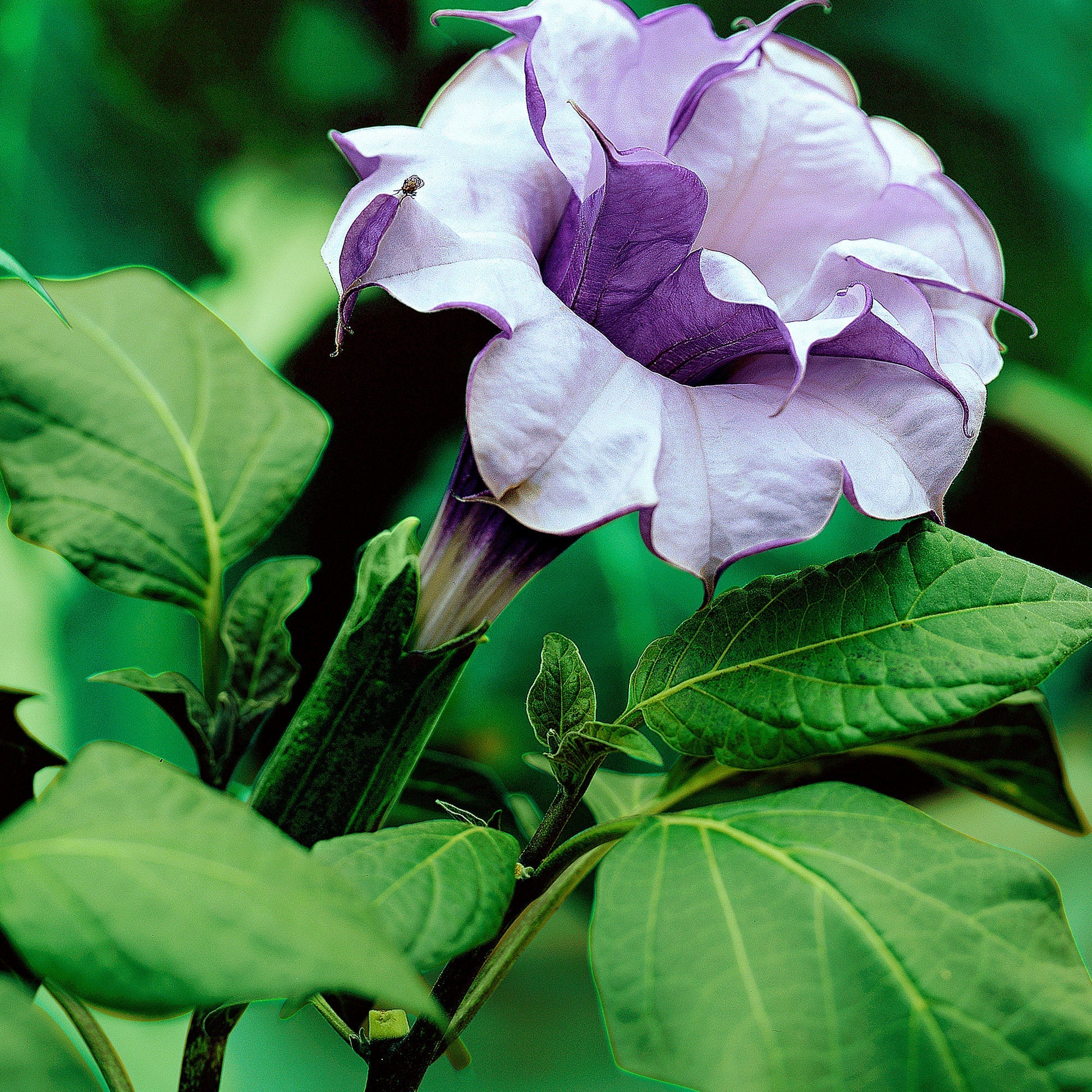 Double Purple Datura Metel – 15 Semi – Brugmansia, Fiore Doppio Viola Profumato, Esotico, Ideale per Vaso e Giardino, Ornamentale