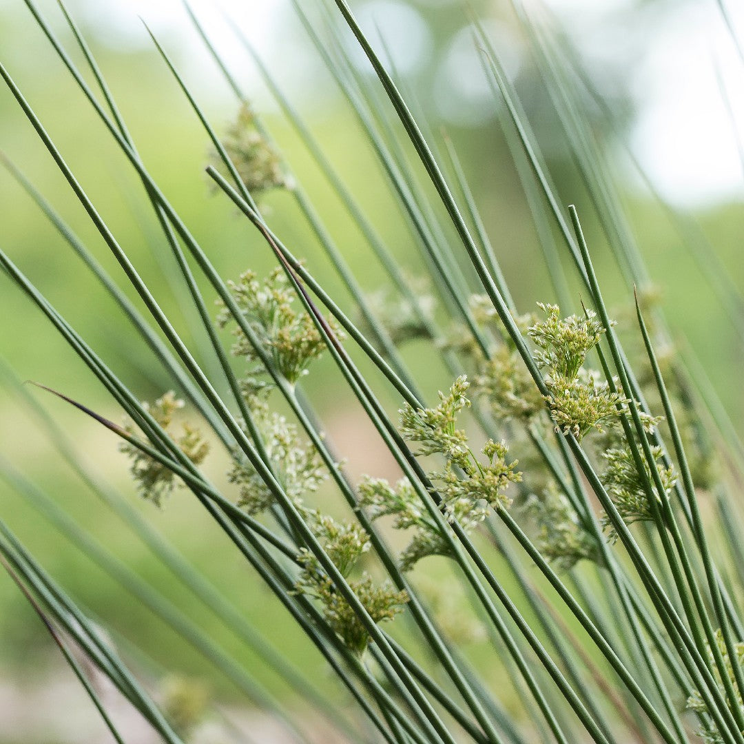 Giunco Inflesso – 10 Semi, Zone Umide, Urbano, Esterno, Facile da Coltivare, Alta Germinabilità, Non-GMO