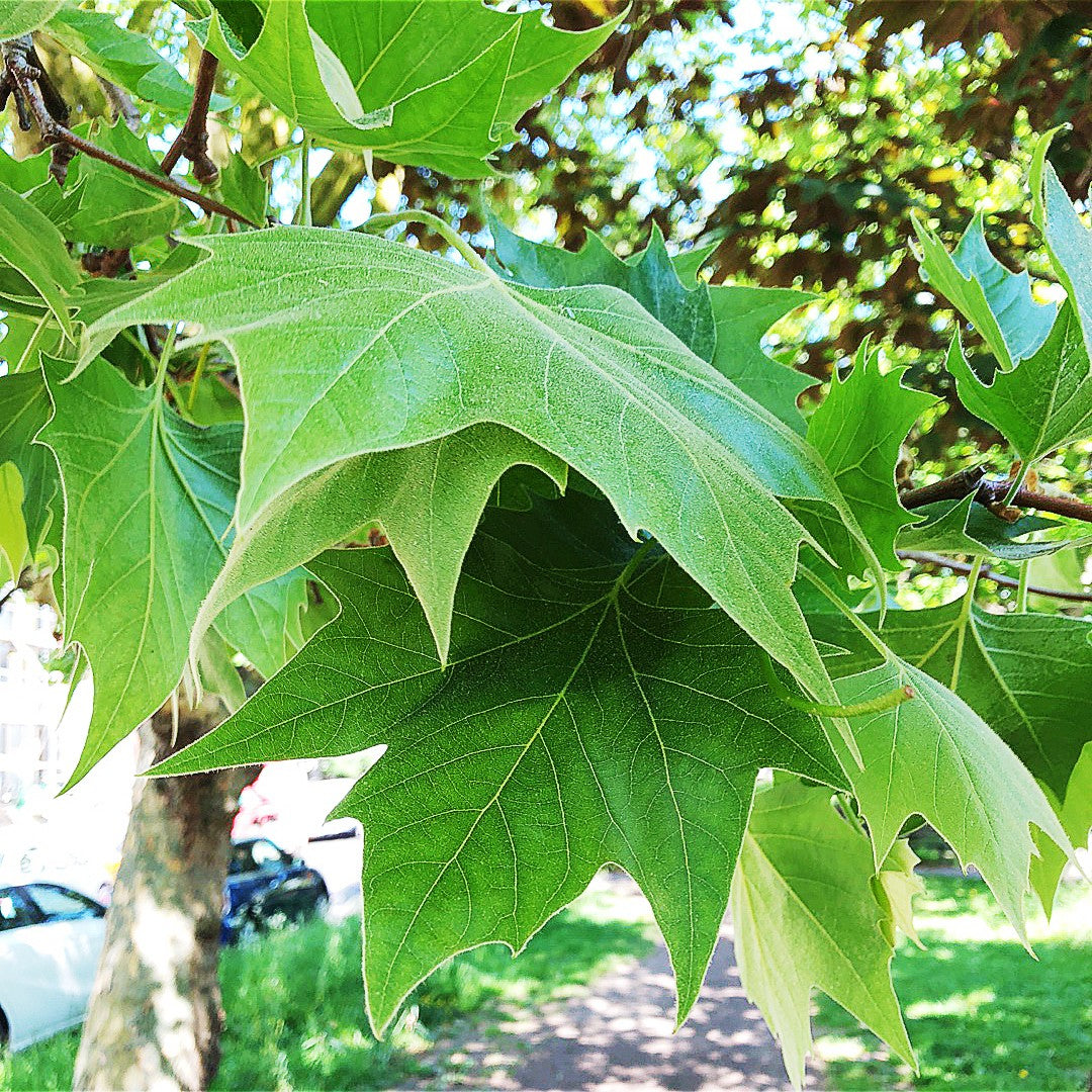 Common Plane – 10 Seeds, Platanus Hispanica, Urban Hybrid, Resistant, Easy to Grow, High Germinability, Non-GMO