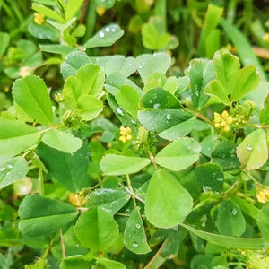Medicago Polymorpha – 10 Semi, Copertura Suolo, Insetti, Orto, Facile da Coltivare, Alta Germinabilità, Non-GMO
