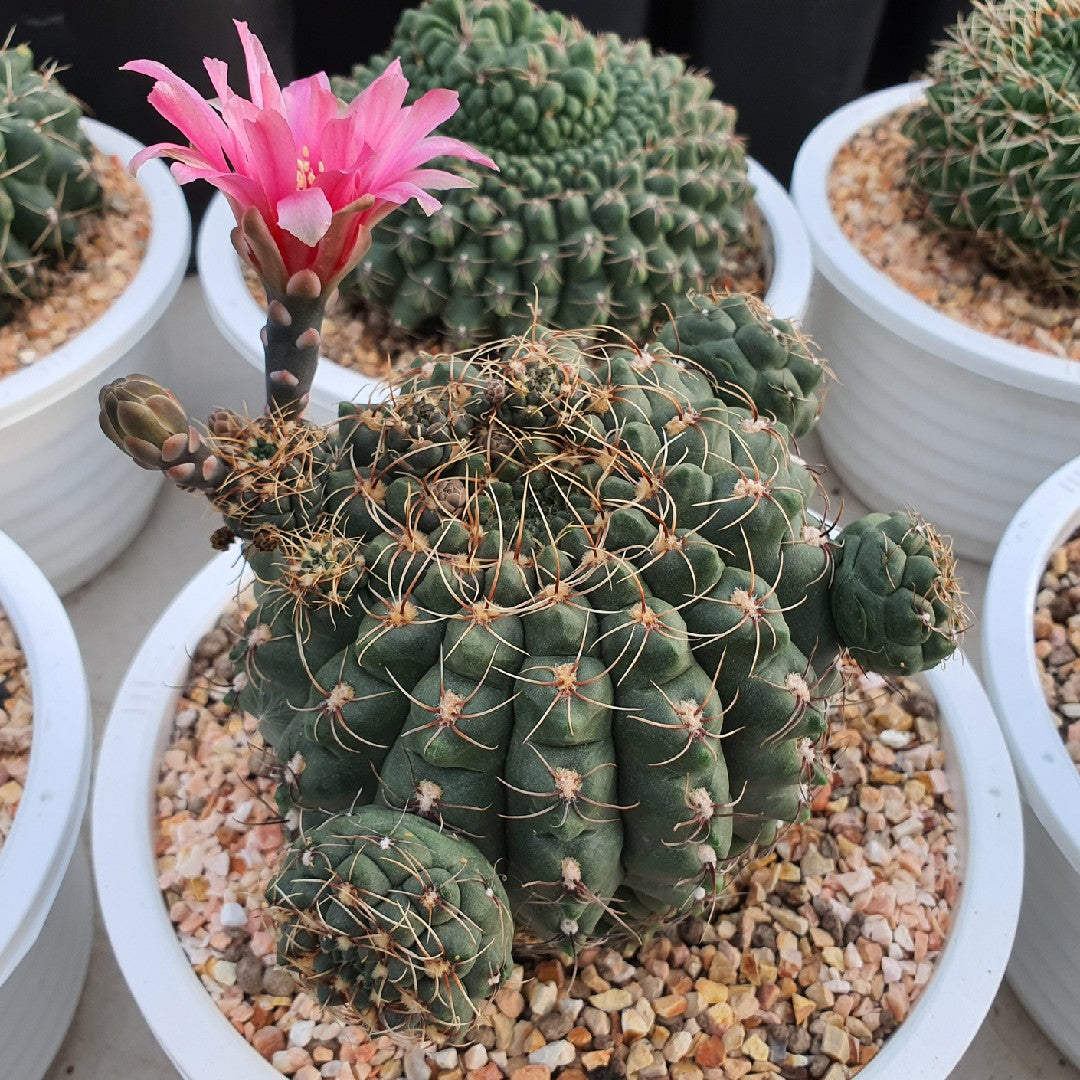 Gymnocalycium baldianum – 10 Seeds, Dwarf Cactus, Ruby Red Flowers, Beautiful Blooms, Easy to Grow, High Germination, Non-GMO