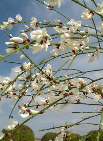 Ginestra Bianca – 10 Semi, Profumata, Elegante, Giardino, Facile da Coltivare, Alta Germinabilità, Non-GMO