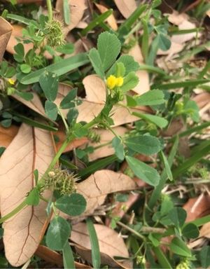 Medicago Truncatula – 10 Semi, Insetti, Copertura Erba, Orto, Facile da Coltivare, Alta Germinabilità, Non-GMO
