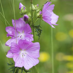 Malva Moscata – 10 Semi, Fiori Rosa, Profumata, Prato, Facile da Coltivare, Alta Germinabilità, Non-GMO