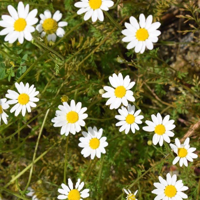 Camomilla Fetida – 10 Semi, Insetti Utili, Campo, Esterno, Facile da Coltivare, Alta Germinabilità, Non-GMO