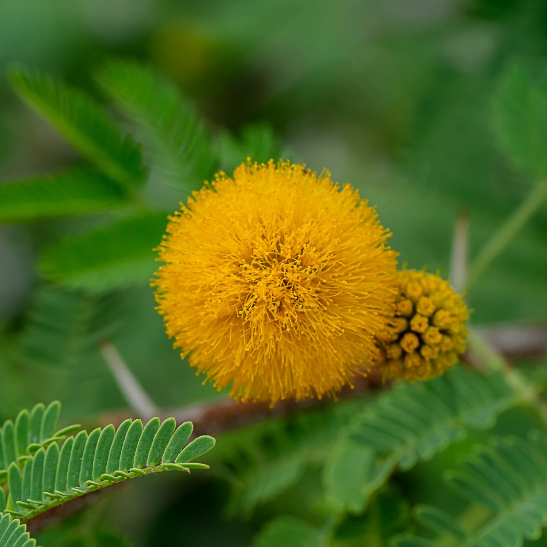 Acacia Farnesiana La Gaggìa – 30 Semi – Albero Ornamentale, Fiori Profumati, Ideale per Giardini e Parchi