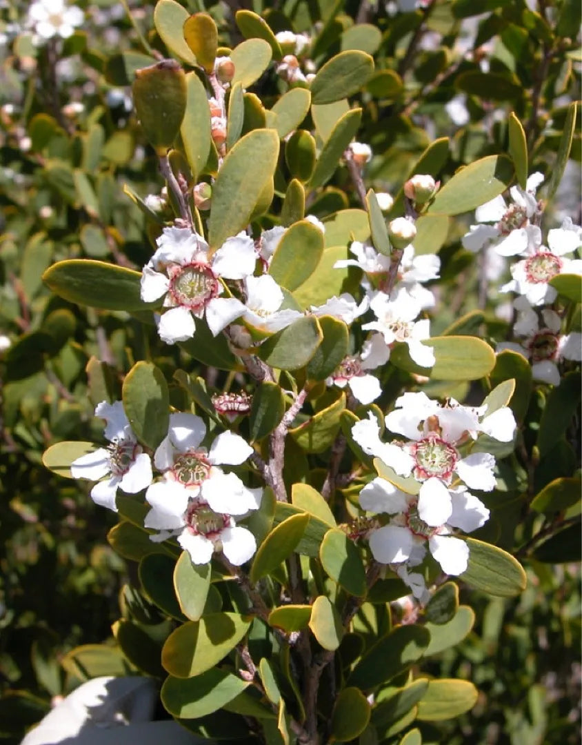 10 Semi di Tea tree costiero Leptospermum laevigatum – Semi Freschi, Alta Germinabilità, No-GMO