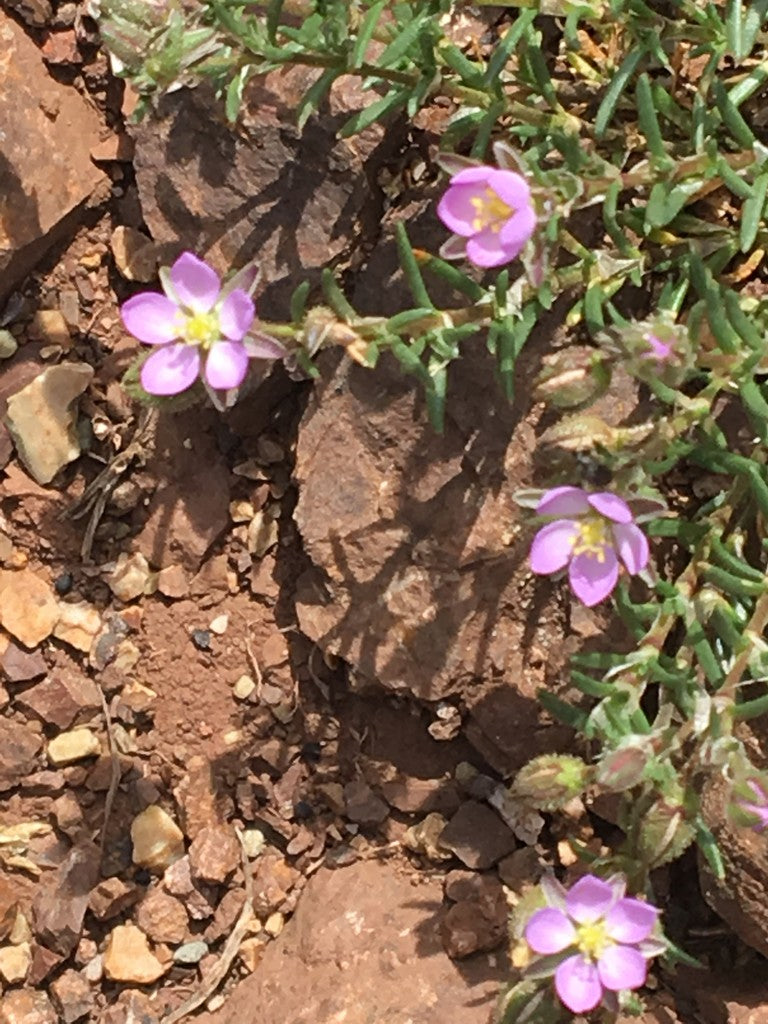 Spergularia – 10 Semi, Tappezzante, Rosso, Restauro, Facile da Coltivare, Alta Germinabilità, Non-GMO