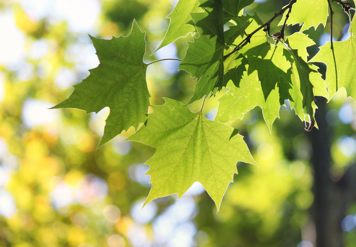 Western Plane – 10 Seeds, Platanus Occidentalis, Frost Hardy, Large, Easy to Grow, High Germination, Non-GMO