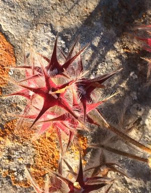 Trifoglio Stellato – 10 Semi, Fiori Rosa, Insetti, Pascolo, Facile da Coltivare, Alta Germinabilità, Non-GMO