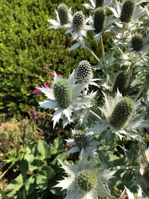 Calcatreppola Marittima – 10 Semi, Blu, Costa, Insetti, Facile da Coltivare, Alta Germinabilità, Non-GMO