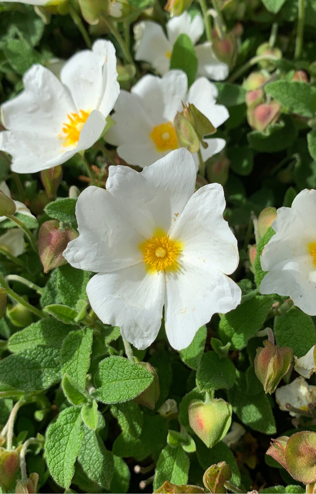 Cisto Femmina – 10 Semi, Tappezzante, Fiori Bianchi, Giardino, Facile da Coltivare, Alta Germinabilità, Non-GMO