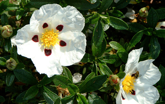 Cisto Ladano - 150 Semi, Fiori Grandi, Resinoso, Recupero, Facile da Coltivare, Alta Germinabilità, Non-GMO