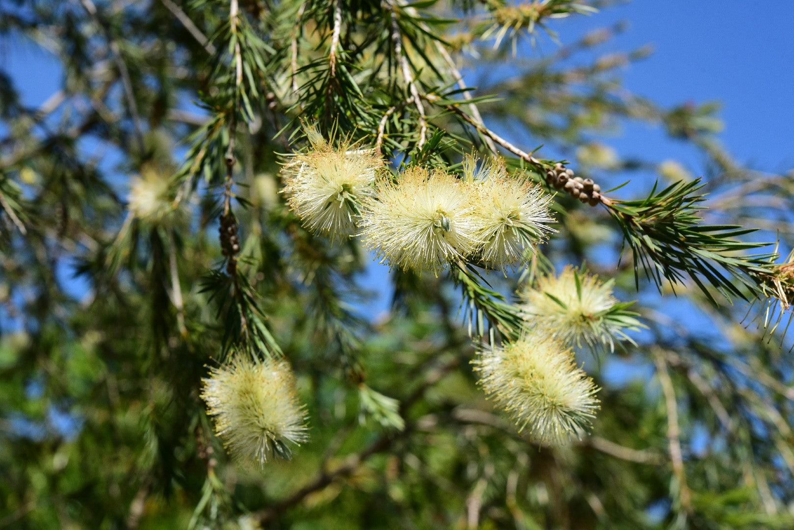 Callistemon salignus – 10 Semi, Fiori Color Crema, Bianco Rosato, Unico, Facile da Coltivare, Alta Germinabilità, Non-GMO