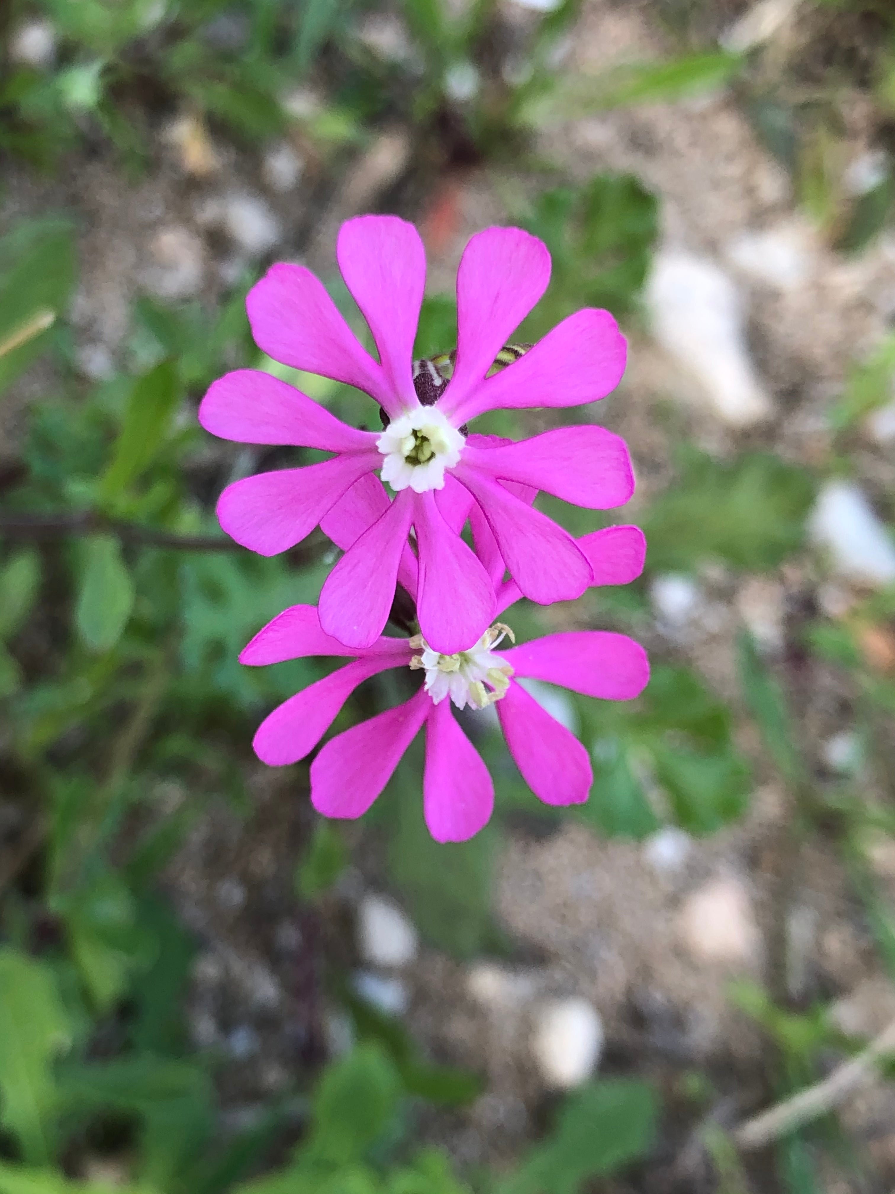 Silene Colorata – 10 Semi, Fiori Rosa, Paesaggismo, Prato, Facile da Coltivare, Alta Germinabilità, Non-GMO