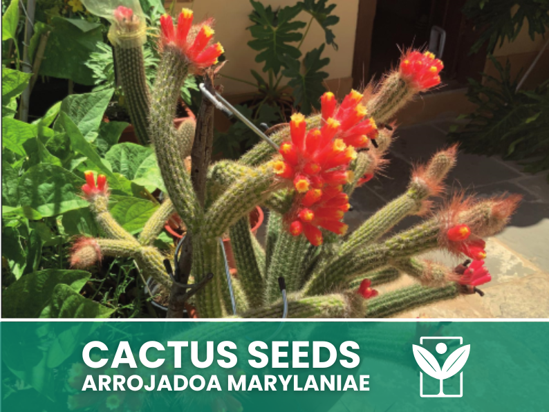 Arrojadoa Marylaniae – 10 Semi – Cactus Seeds, Pianta Succulenta, Cactaceae, Fiore, Alta Germinabilità