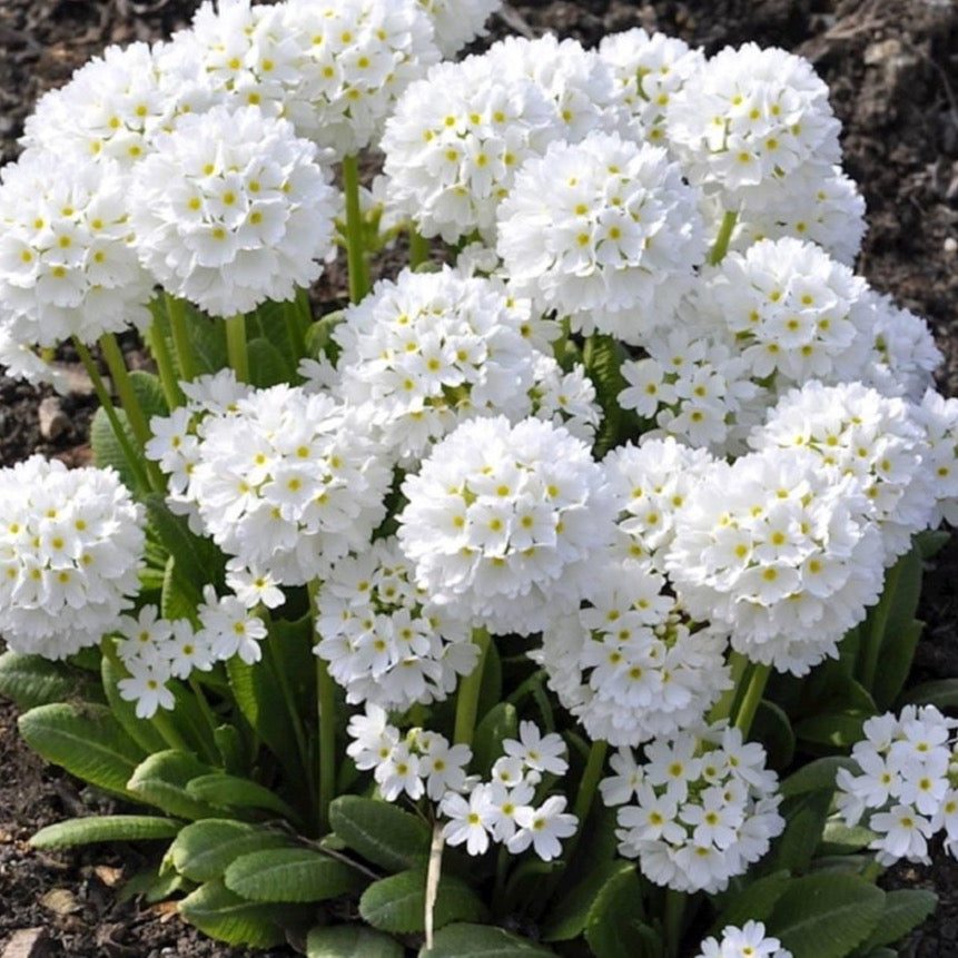 Primula Denticulata Bianca – 30 Semi – Fiori Bianchi a Palla, Ideale per Bordure e Giardini Rocciosi, Alta Germinabilità