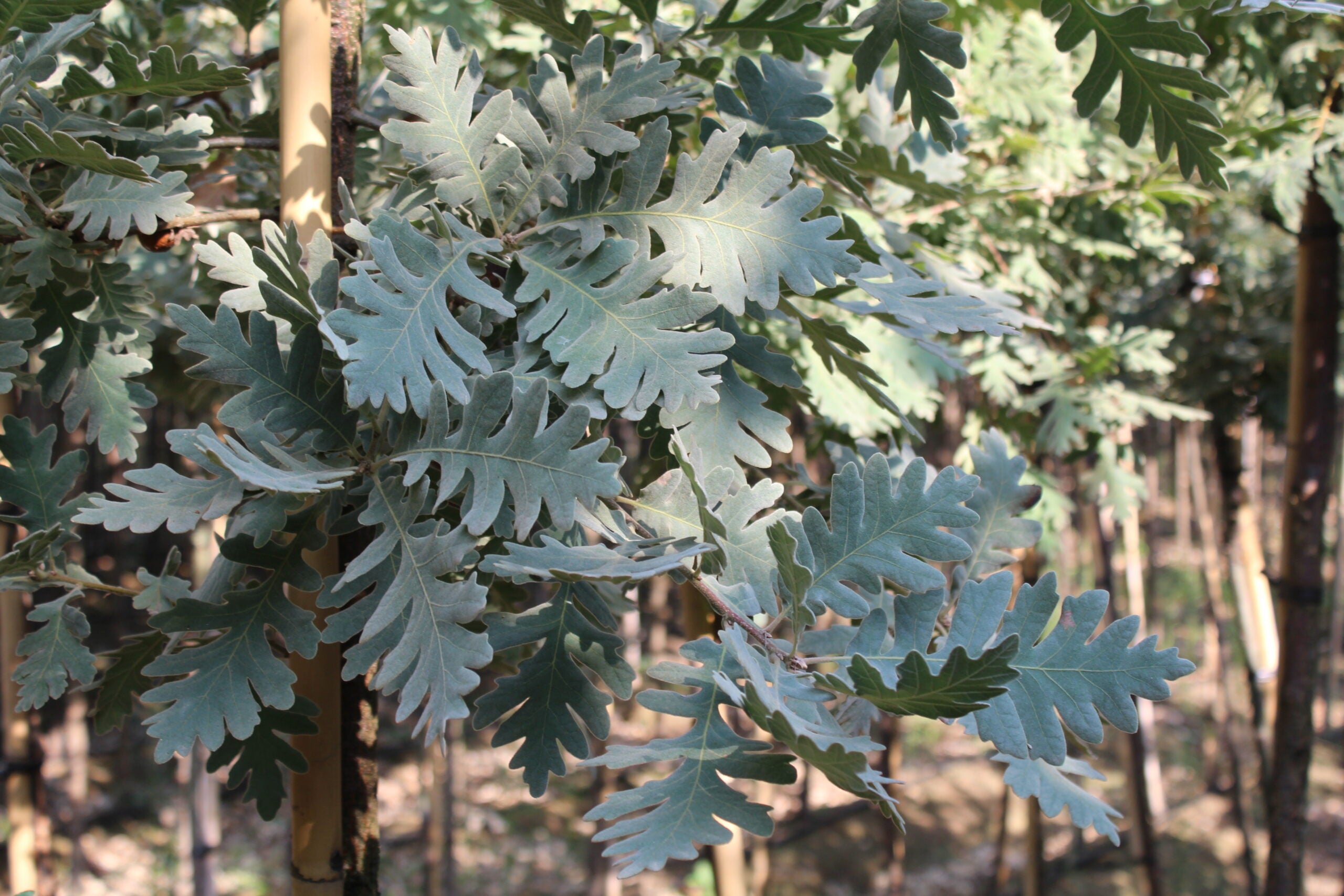 Quercia Pyrenaica – 10 Semi, Resistente, Rustica, Bosco, Facile da Coltivare, Alta Germinabilità, Non-GMO