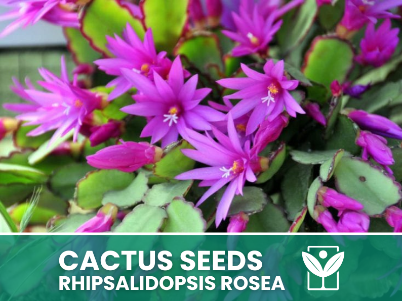 Rhipsalidopsis Rosea – 10 Semi – Easter Cactus Seeds, Pianta Succulenta, Cactaceae, Fiore, Alta Germinabilità - Botanis - Vendita semi online di piante rare