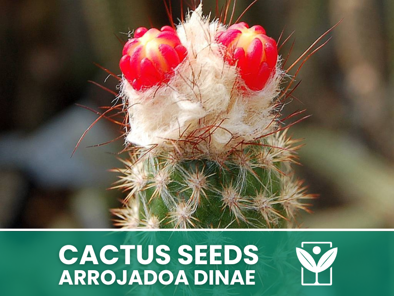 Arrojadoa Dinae – 10 Semi – Cactus Seeds, Pianta Succulenta, Cactaceae, Fiore, Alta Germinabilità