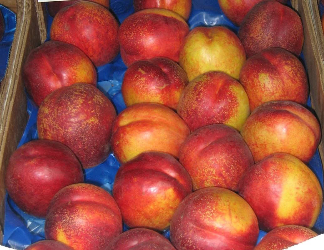 Nettarina Sterk Redgold – 10 Semi, Frutto Grosso, Polpa Gialla Soda e Spicca, Maturazione Fine Luglio, Non-GMO