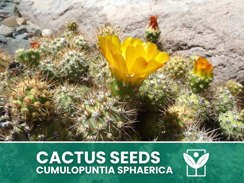 Cumulopuntia Sphaerica – 10 Semi – Cactus Seeds, Pianta Succulenta, Cactaceae, Fiore, Alta Germinabilità