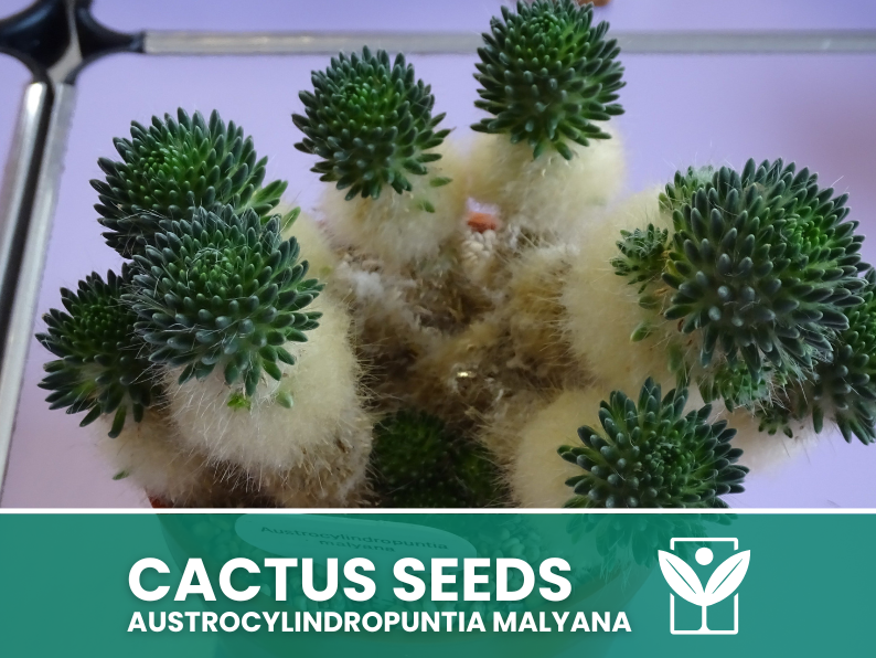 Austrocylindropuntia Malyana – 10 Semi – Cactus Seeds, Pianta Succulenta, Cactaceae, Fiore, Alta Germinabilità - Botanis - Vendita semi online di piante rare