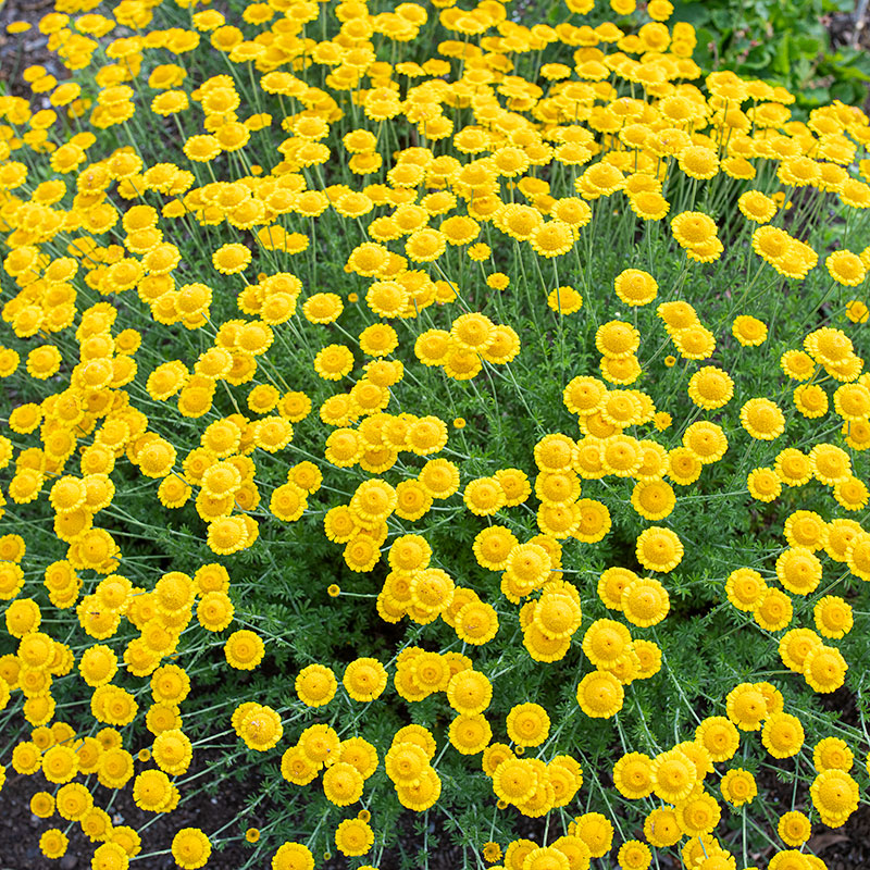 Anthemis Kelwayii – 30 Semi, Giallo Oro, Perenne, Giardino, Facile da Coltivare, Alta Germinabilità, Non-GMO