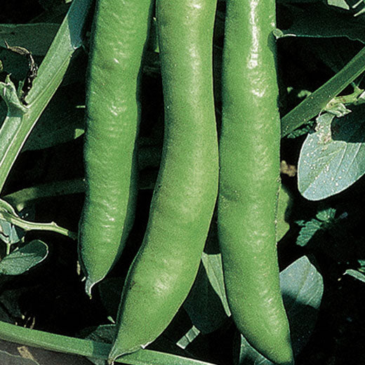 Fava Gigante d’Ingegnoli – 20 Semi, Baccelli Extra Large, Molto Saporita, Facile da Coltivare, Alta Germinabilità, Non-GMO