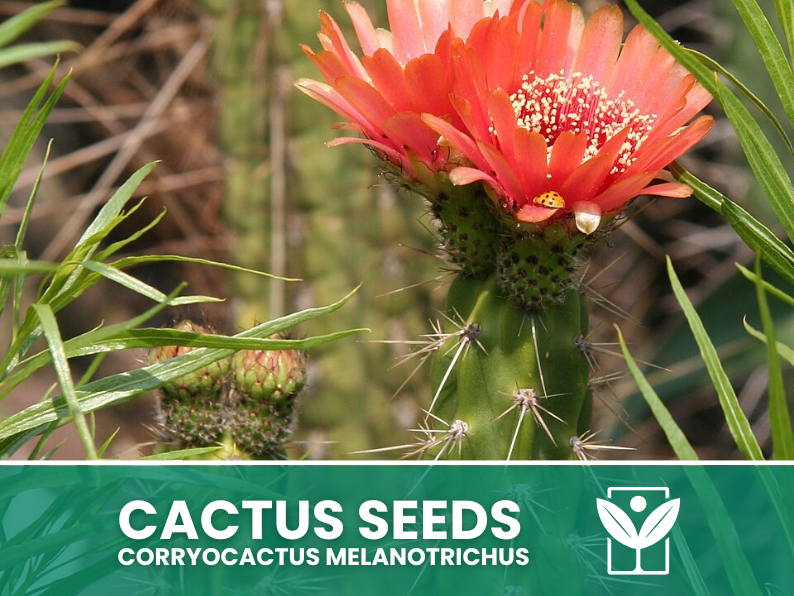 Corryocactus Melanotrichus – 10 Semi – Cactus Seeds, Pianta Succulenta, Cactaceae, Fiore, Alta Germinabilità