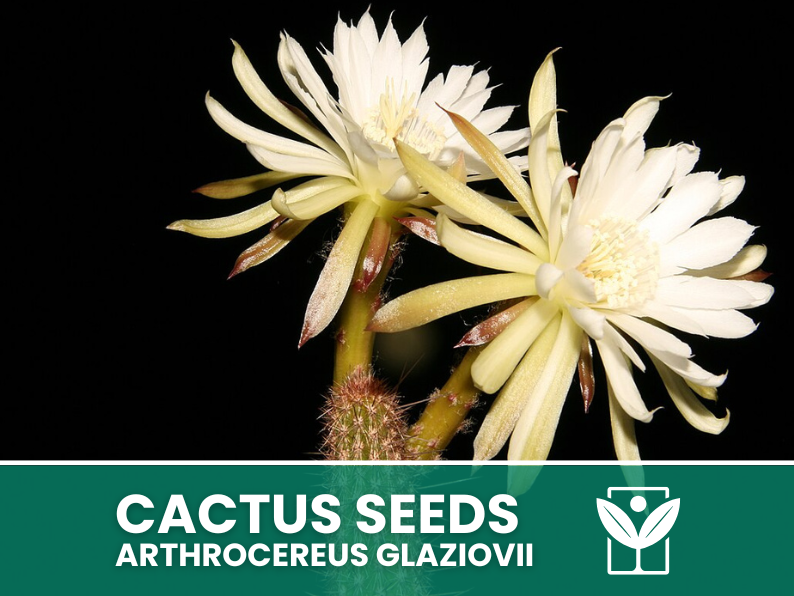 Arthrocereus Glaziovii – 10 Semi – Cactus Seeds, Pianta Succulenta, Cactaceae, Fiore, Alta Germinabilità - Botanis - Vendita semi online di piante rare