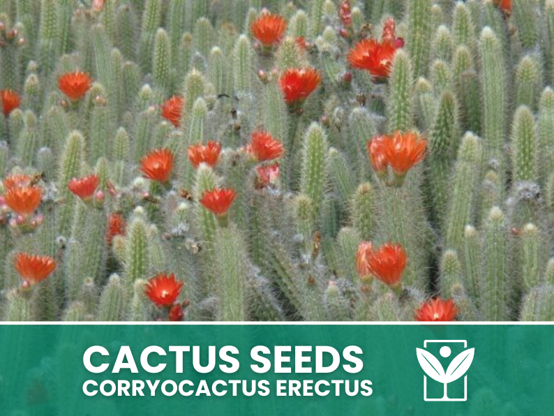 Corryocactus Erectus – 10 Semi – Cactus Seeds, Pianta Succulenta, Cactaceae, Fiore, Alta Germinabilità