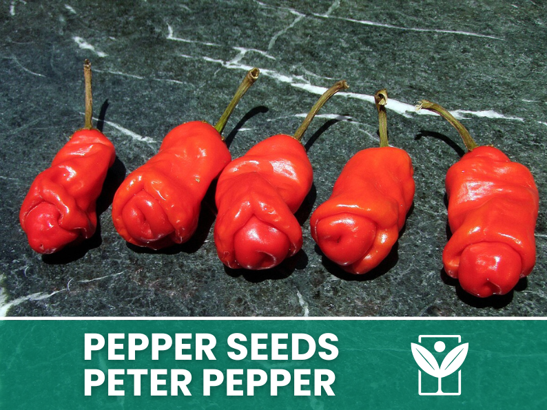 Peperoncino Peter Pepper – 50 Semi – Peter Pepper Seeds, Raro, Forma Insolita, Facile da Coltivare, Alta Germinabilità, Non-GMO - Botanis - Vendita semi online di piante rare