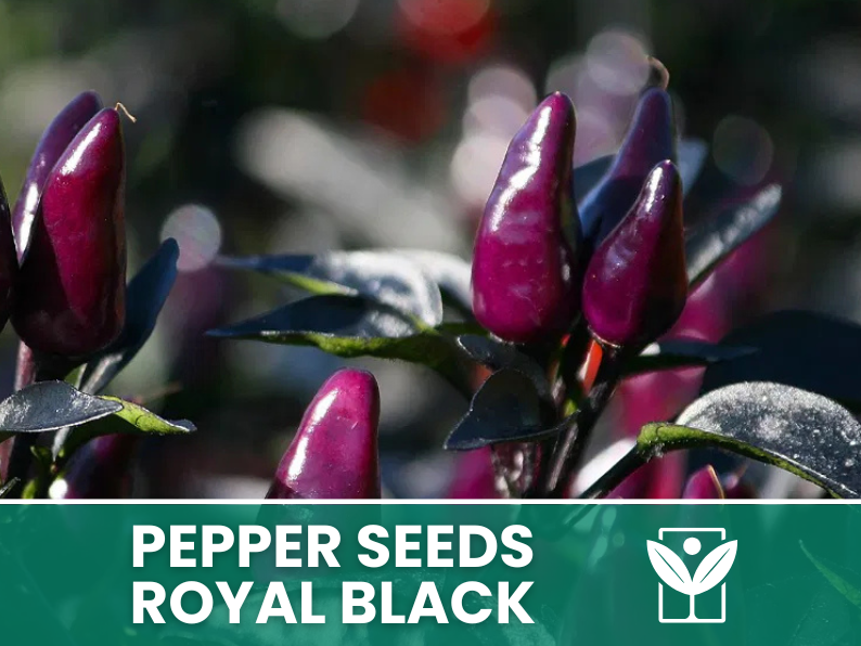 Peperoncino Royal Black – 50 Semi – Royal Black Pepper Seeds, Raro, Ornamentale, Facile da Coltivare, Alta Germinabilità, Non-GMO