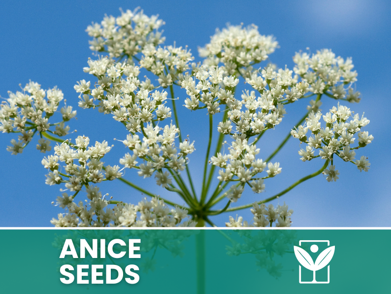 Anice Verde – 100 Semi – Heirloom Anise Seeds, Aroma Dolce e Speziato, Uso in Cucina e Liquoreria, Piante da Orto, Alta Germinabilità, Non-GMO