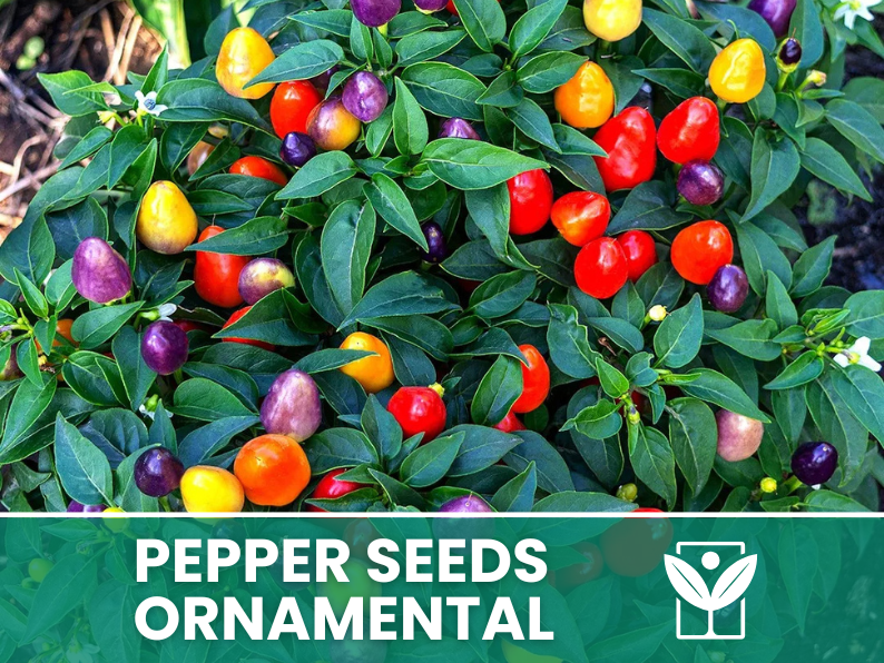Peperoncino Ornamentale – 50 Semi – Giant Ornamental Pepper Seeds, Selezionati, Alta Germinabilità, Non-GMO
