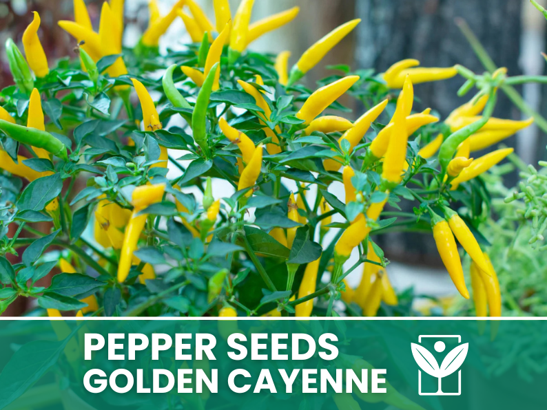 Peperoncino Golden Cayenne – 50 Semi – Golden Cayenne Pepper Seeds, Raro, Alta Qualità, Facile da Coltivare, Alta Germinabilità, Non-GMO