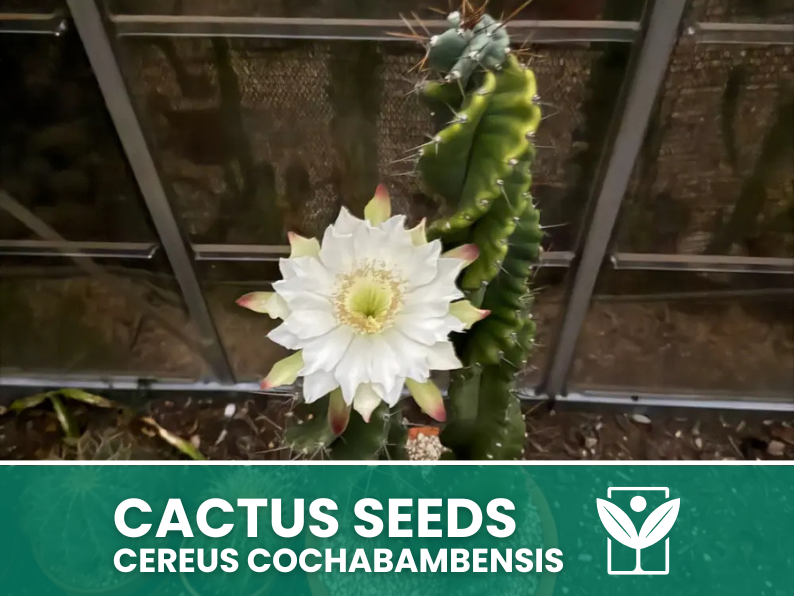 Cereus Cochabambensis – 10 Semi – Cactus Seeds, Pianta Succulenta, Cactaceae, Fiore, Alta Germinabilità - Botanis - Vendita semi online di piante rare