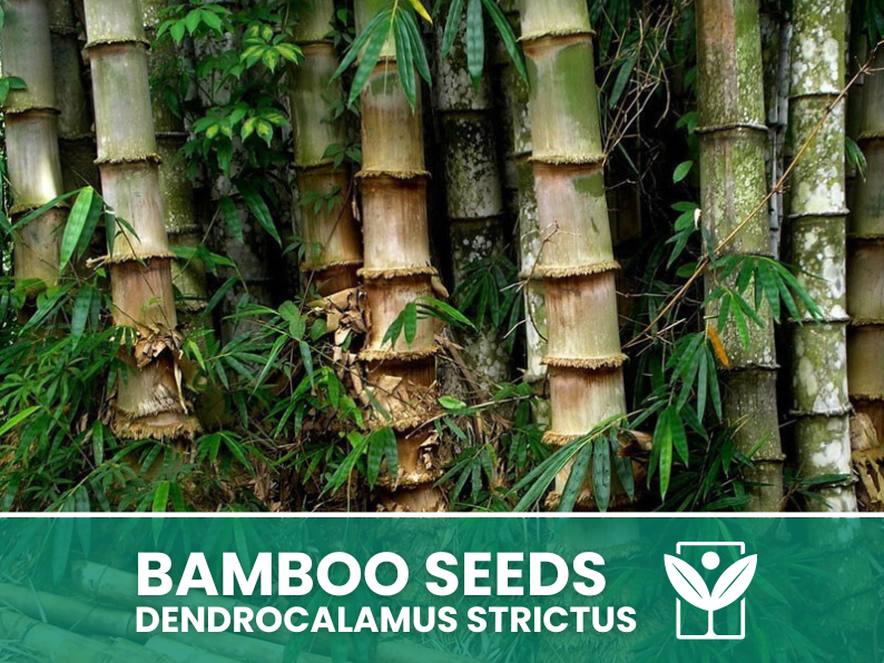 Bambù Gigante Dendrocalamus Strictus – 10 Semi – Giant Bamboo Dendrocalamus Strictus Seeds, Raro, Strutturale, Non-GMO