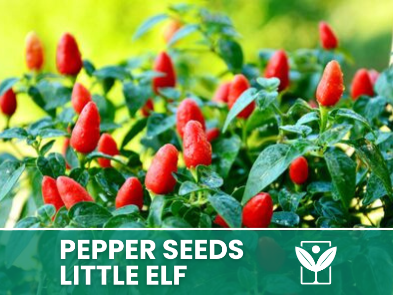 Peperoncino Little Elf – 50 Semi – Little Elf Pepper Seeds, Raro, Alta Qualità, Ornamentale, Facile da Coltivare, Alta Germinabilità, Non-GMO - Botanis - Vendita semi online di piante rare