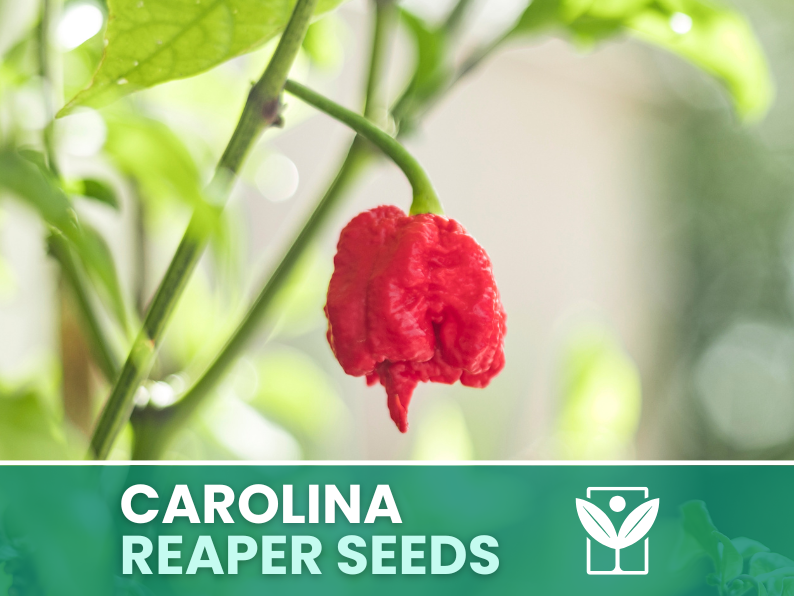 Peperoncino Carolina Reaper Rosso – 50 Semi – Carolina Reaper Red Pepper Seeds, Raro, Ornamentale, Qualità Premium, Selezione Manuale, Non-GMO