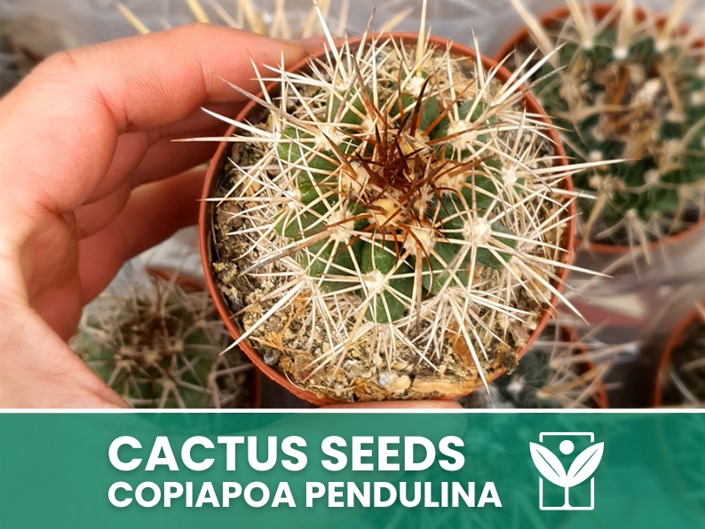 10 seeds of CACTUS copiapoa pendulina - SUCCULENT PLANTS - succulents - cactaceae - flower seeds - high germination - seeds