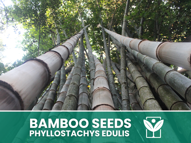 Bambù Gigante – 10 Semi – Giant Bamboo Phyllostachys Edulis Seeds, Raro, Crescita Vigorosa, Non-GMO - Botanis - Vendita semi online di piante rare