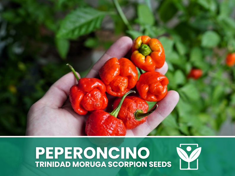Peperoncino Trinidad Moruga Scorpion – 50 Semi – Trinidad Moruga Scorpion Pepper Seeds, Raro, Alta Qualità, Facile da Coltivare, Alta Germinabilità, Non-GMO
