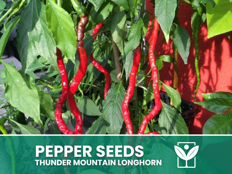50 Thunder Mountain LONGHORN Chili Seeds + free rare chili seeds - high quality selected seeds - top ornamental plant